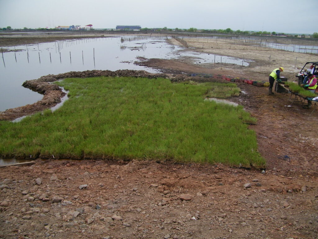 Technicians plant seagrasses in a marsh area
