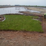 Technicians plant seagrasses in a marsh area
