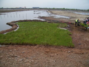 Technicians plant seagrasses in a marsh area