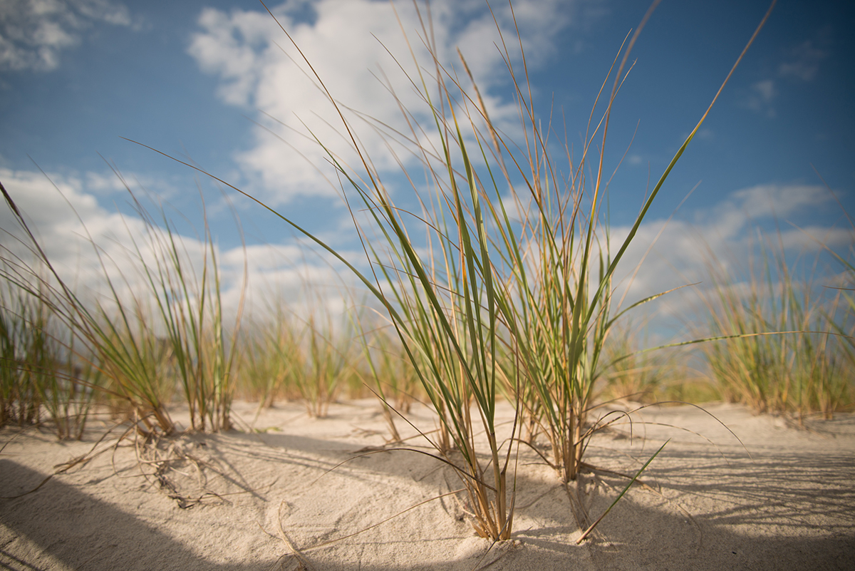 Dune grasses