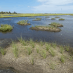 An image of a small marsh island being restored
