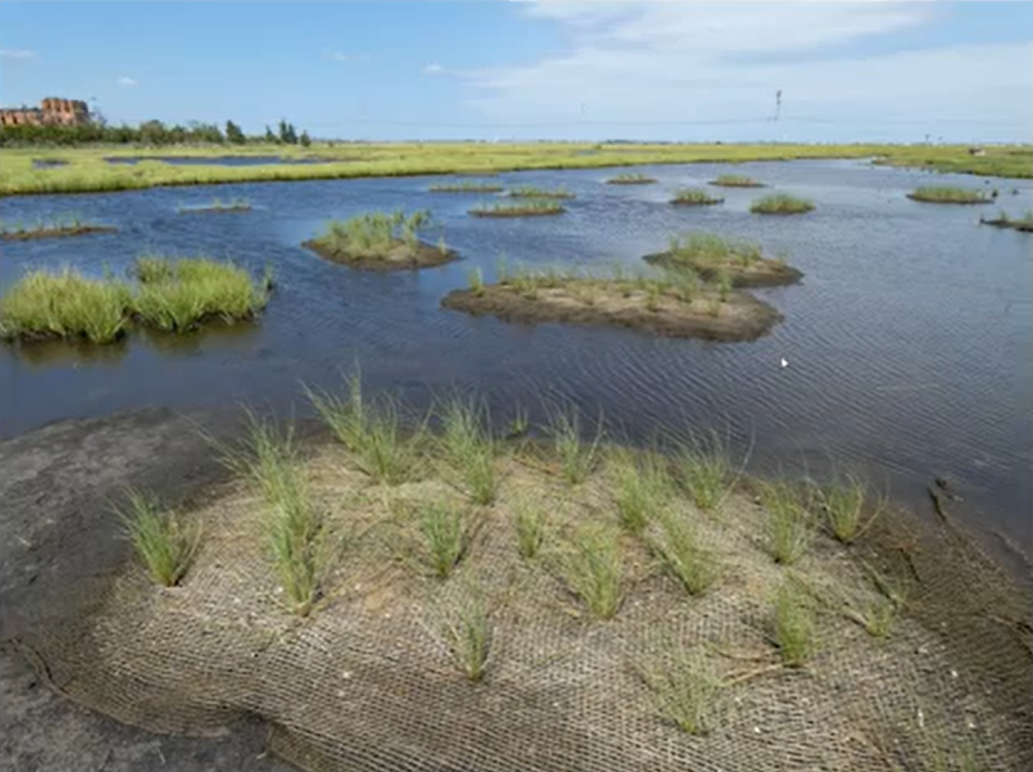 An image of a small marsh island being restored